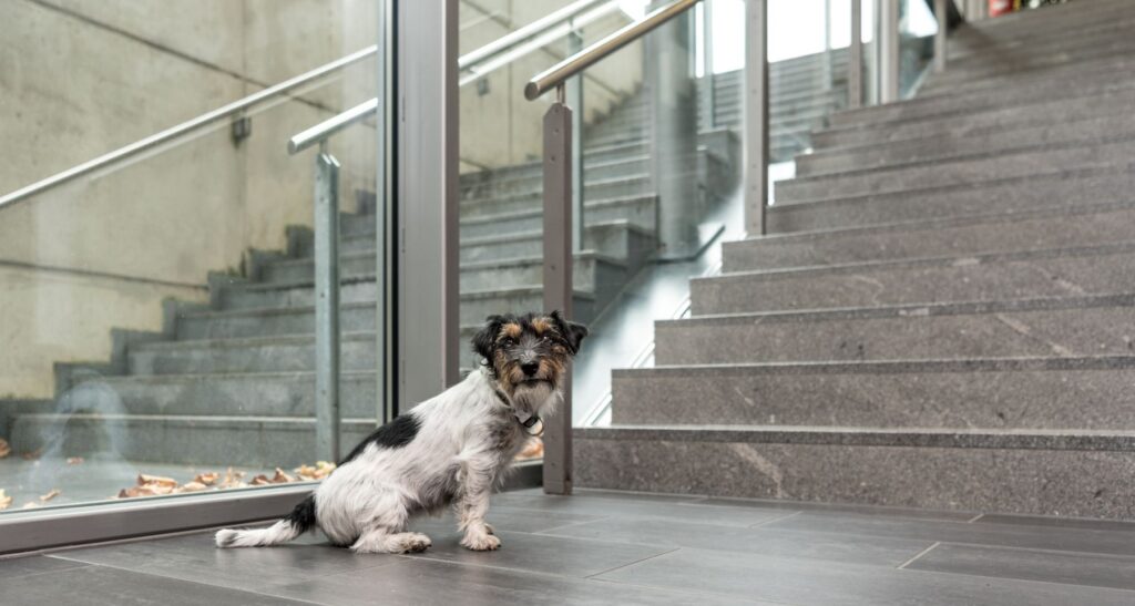 Hund sitzt vor Treppe