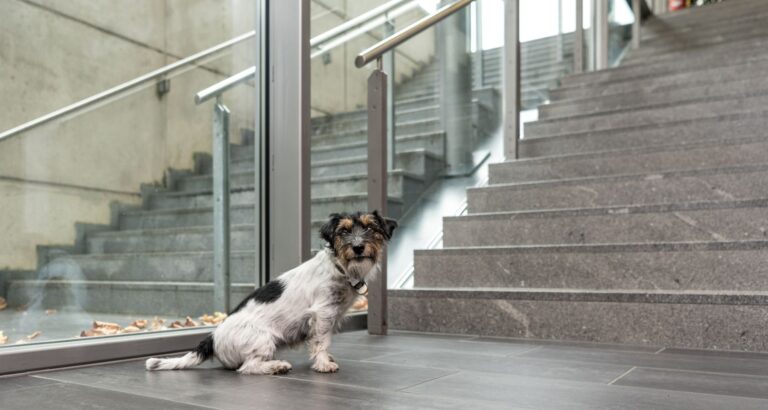 Hund sitzt vor Treppe